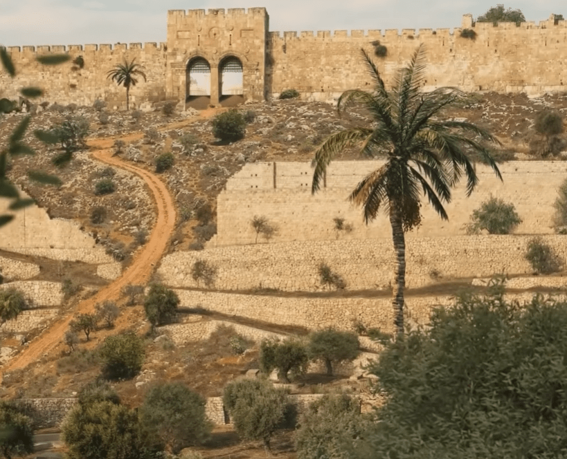 В Ізраїлі відродили біблійне дерево з насіння віком 2000 років (відео)