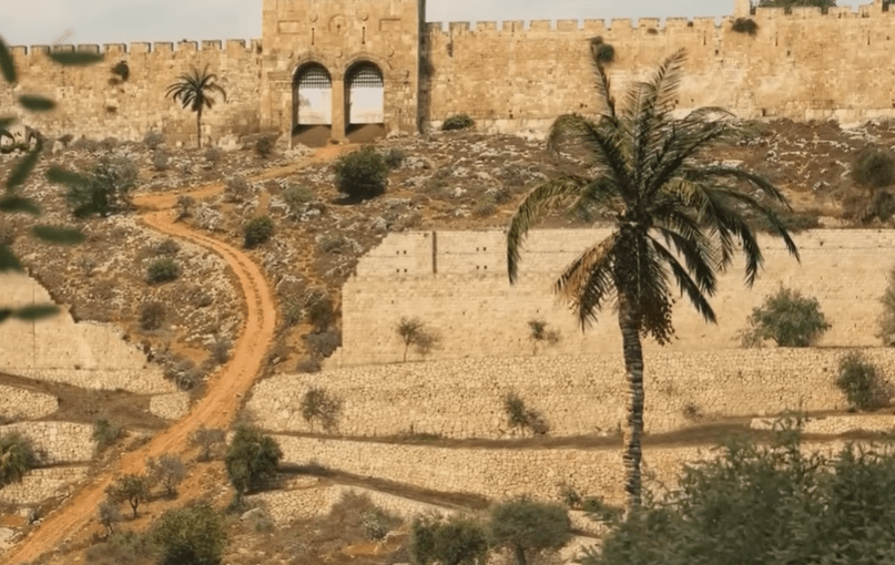 В Ізраїлі відродили біблійне дерево з насіння віком 2000 років (відео) ➤ Infotime.co