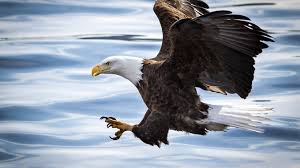 Исчезли на 240 лет: в небе над Англией заметили гигантских хищников