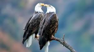 Исчезли на 240 лет: в небе над Англией заметили гигантских хищников