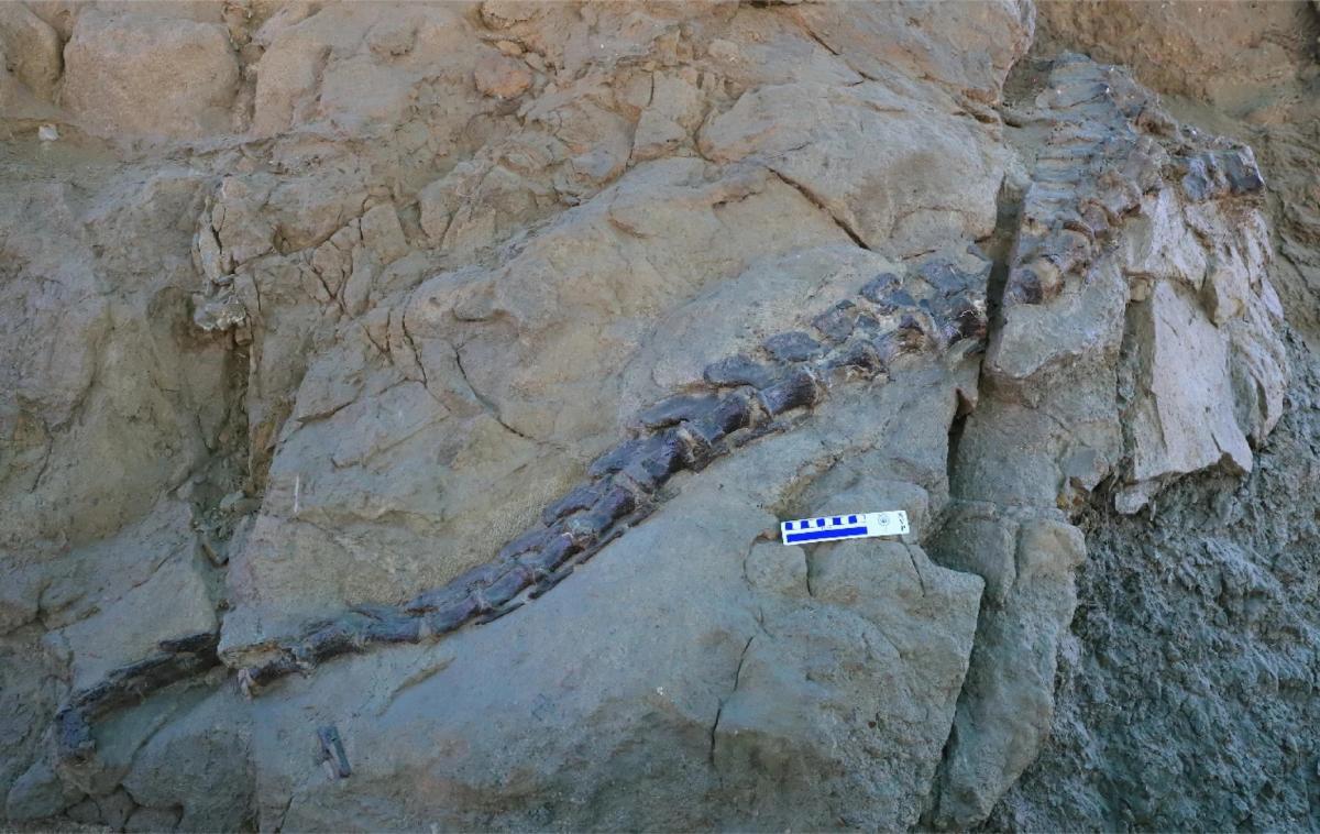 Абсолютно новий вид динозавра виявили у Китаї 