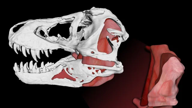 Абсолютно новий вид динозавра виявили у Китаї 