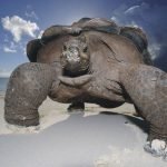 Вчені повернули на Галапагоси гігантських черепах, які зникли понад 180 років тому ➤ Infotime.co