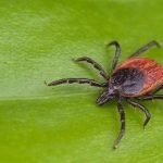 Орнітолог пояснив, чи існують “птахи-санітари”, що знищують кліщів ➤ Infotime.co