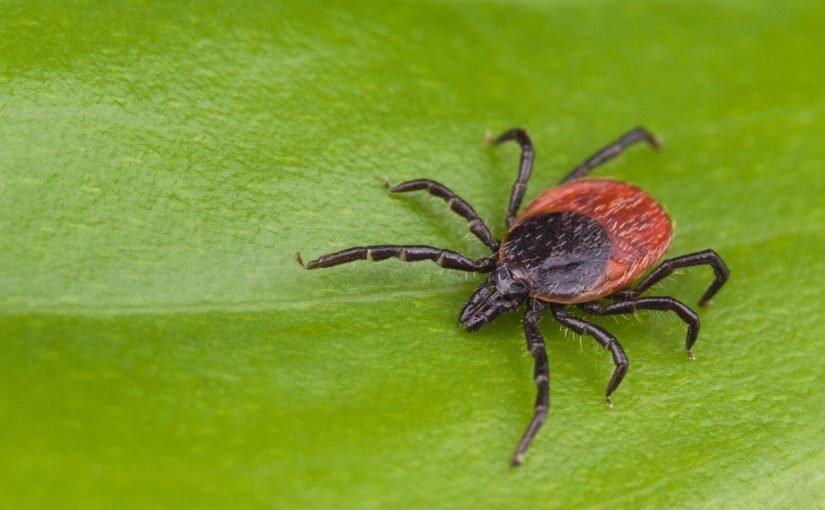 Орнитолог объяснил, существуют ли «птицы-санитары», уничтожающие клещей ➤ Infotime.co