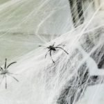 Почему нельзя убивать пауков в доме: что об этом говорит наука и приметы ➤ Infotime.co