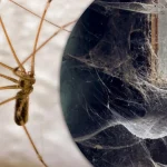 Почему не стоит выносить домашних пауков на улицу ➤ Infotime.co