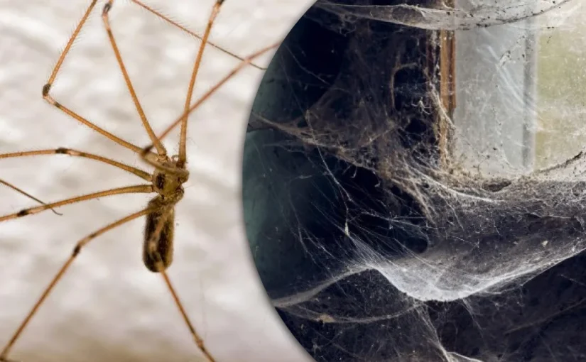 Почему не стоит выносить домашних пауков на улицу ➤ Infotime.co