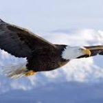 Зникли на 240 років: у небі над Англією помітили гігантських хижаків ➤ Infotime.co