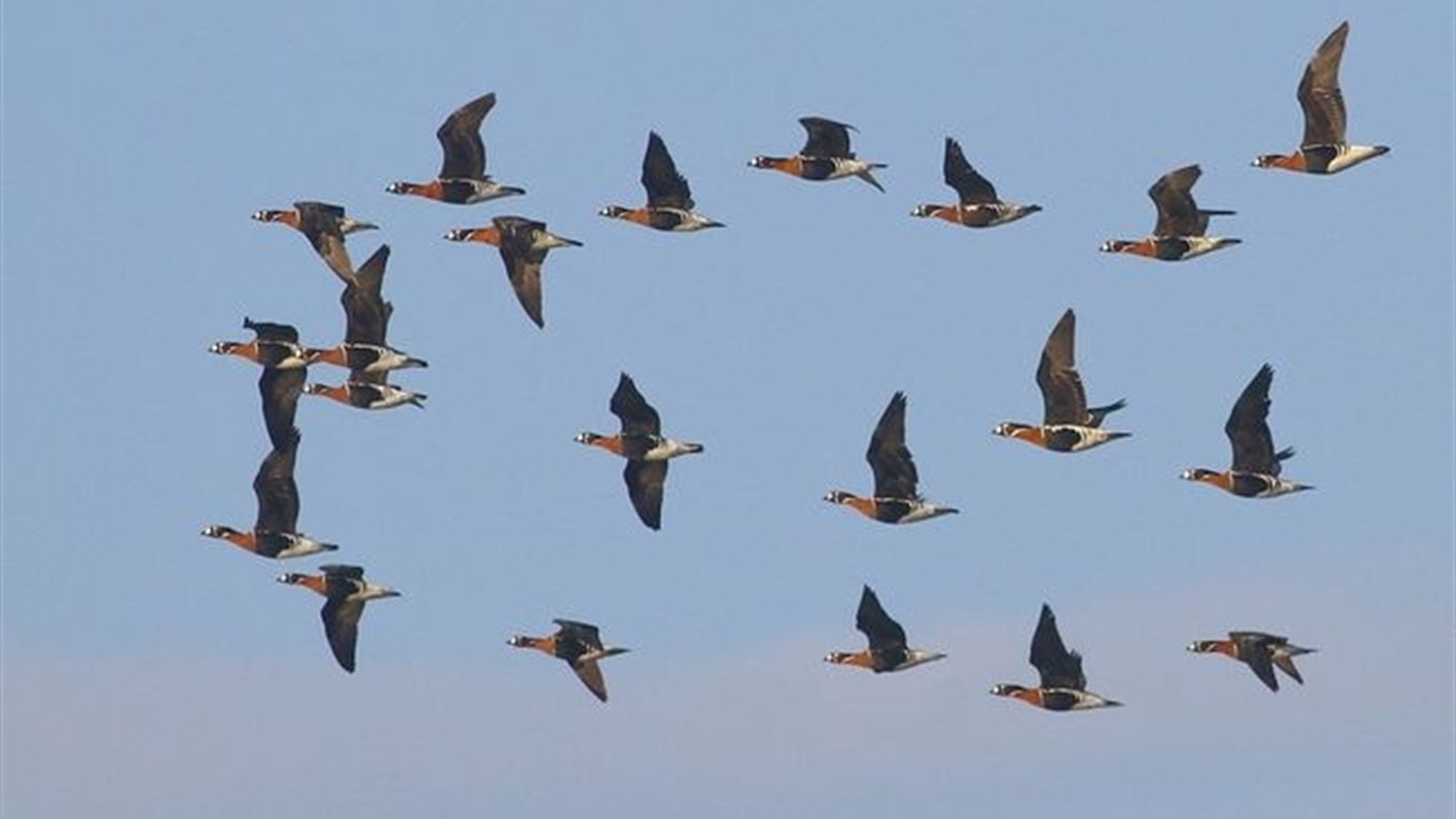 Орнітолог пояснив, чи існують “птахи-санітари”, що знищують кліщів