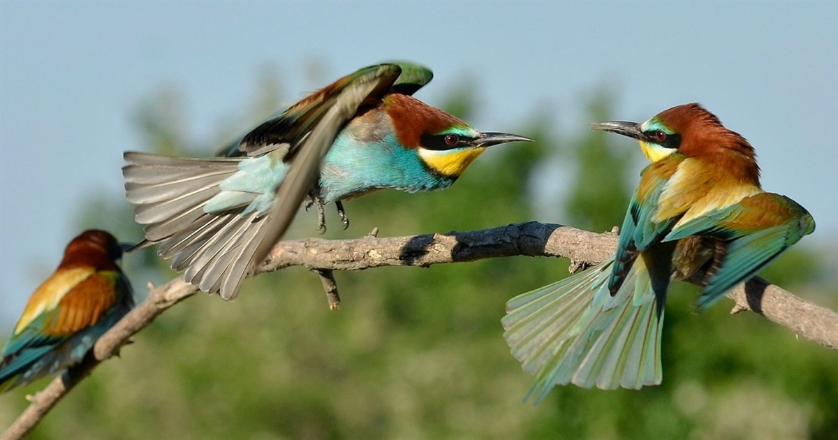 Орнітолог пояснив, чи існують “птахи-санітари”, що знищують кліщів