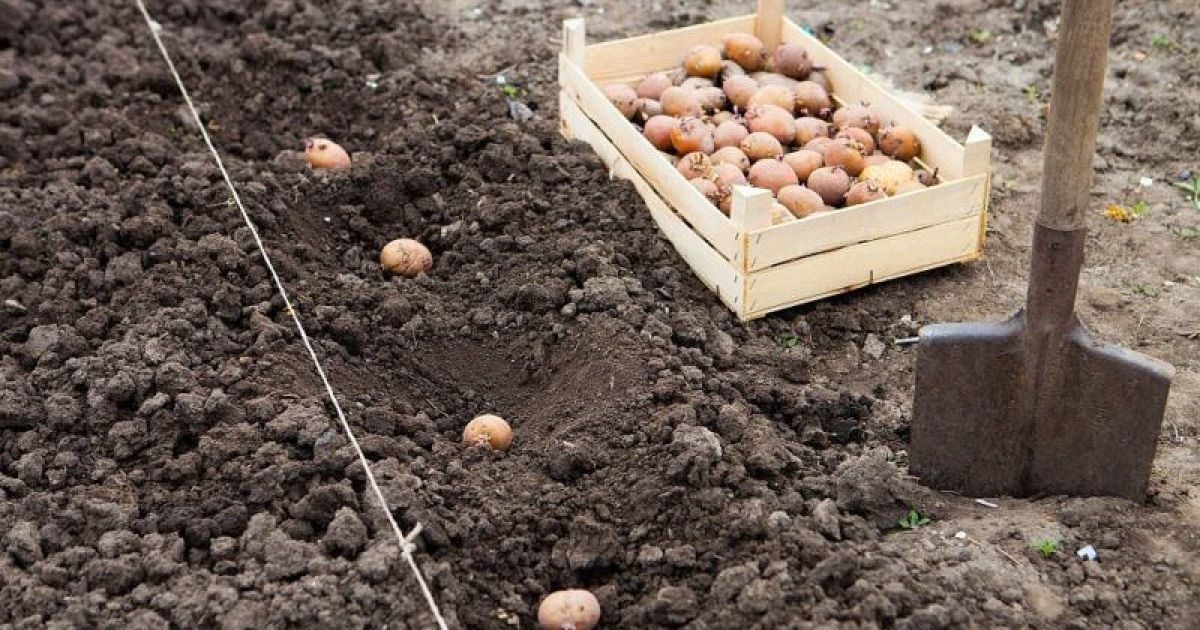 Рясний урожай гарантовано: що додати в лунку під час садіння картоплі