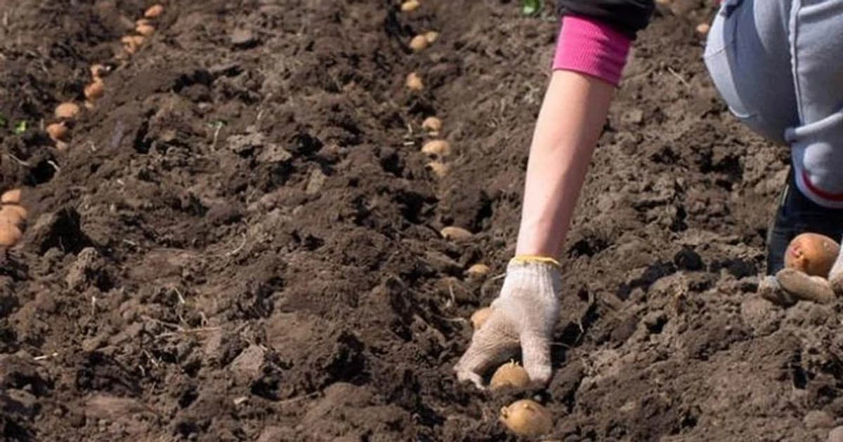 Рясний урожай гарантовано: що додати в лунку під час садіння картоплі
