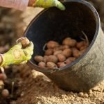 Обильный урожай гарантирован: что добавить в лунку во время посадки картофеля ➤ Infotime.co