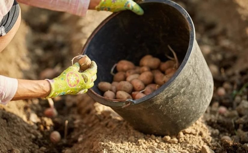 Рясний урожай гарантовано: що додати в лунку під час садіння картоплі ➤ Infotime.co