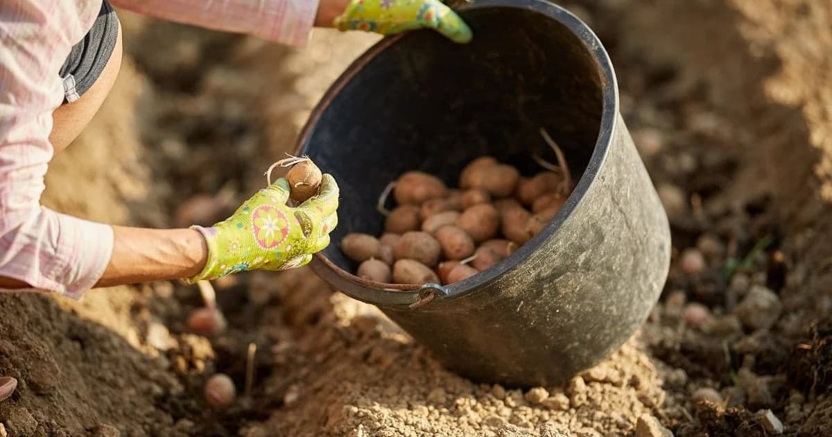 Рясний урожай гарантовано: що додати в лунку під час садіння картоплі ➤ Главное.net