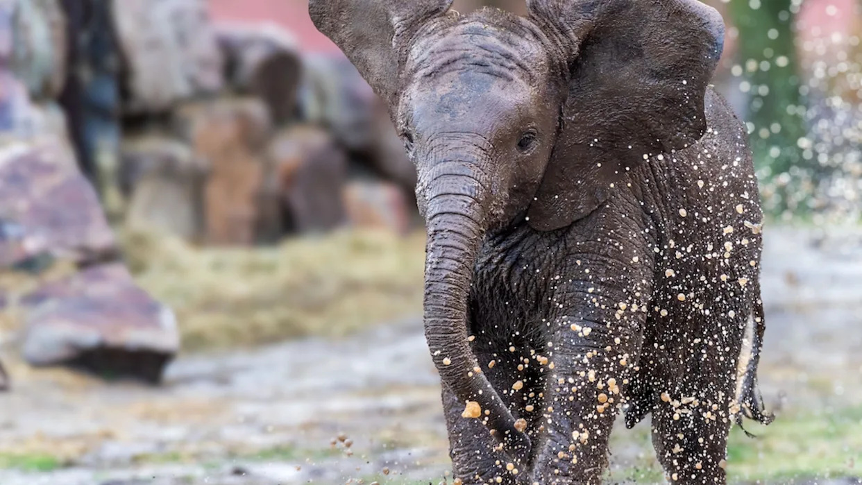 В Китае слоны в зоопарке оказались переодетыми людьми (фото)