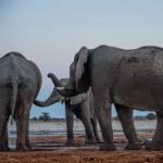 В Китае слоны в зоопарке оказались переодетыми людьми (фото) ➤ Infotime.co