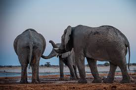 В Китае слоны в зоопарке оказались переодетыми людьми (фото) ➤ Infotime.co