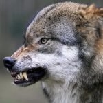 Вовк напав на жінку просто в центрі європейського міста ➤ Infotime.co