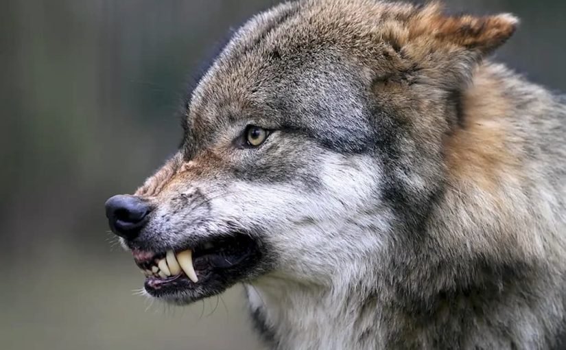 Волк напал на женщину прямо в центре европейского города ➤ Infotime.co