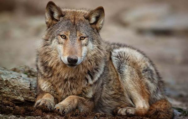 Волк напал на женщину прямо в центре европейского города