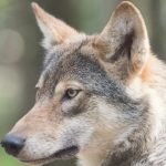 Вовк зробив підкоп і втік із зоопарку: сотні людей шукають тварину ➤ Infotime.co