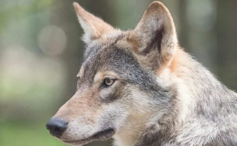 Волк сделал подкоп и сбежал из зоопарка: сотни людей ищут животное ➤ Infotime.co