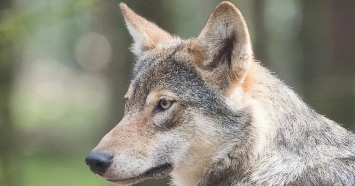 Вовк зробив підкоп і втік із зоопарку: сотні людей шукають тварину ➤ Главное.net