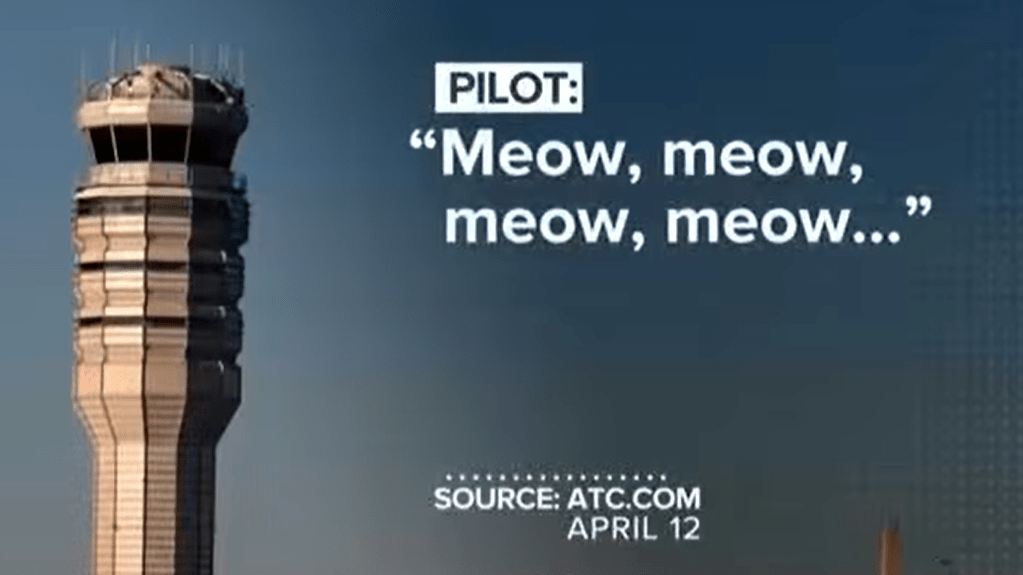 Дивні звуки “мяв-мяв-мяв” почули авіадиспетчери: хто їх видавав (відео)