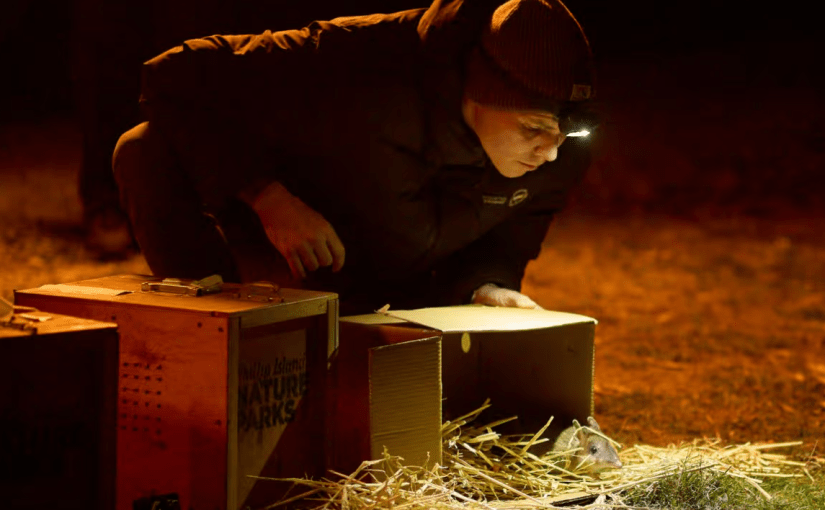 В Австралії відновлюють вид тварин, який понад 30 років вважали зниклим (фото) ➤ Infotime.co