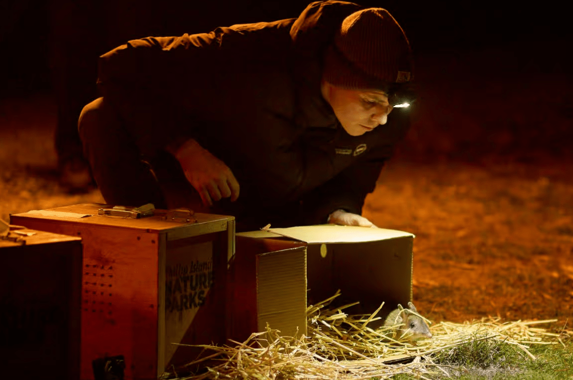 В Австралії відновлюють вид тварин, який понад 30 років вважали зниклим (фото) ➤ Infotime.co