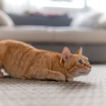 Ветеринар пояснив, чому коти ворушать сідницями перед стрибком ➤ Infotime.co