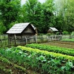 Ці рослини не можна вирощувати поруч: поради городникам ➤ Infotime.co