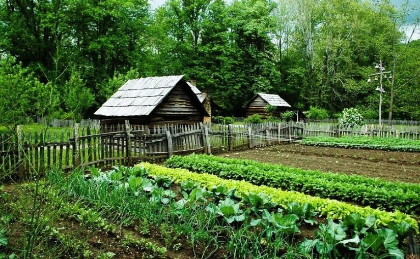 Ці рослини не можна вирощувати поруч: поради городникам ➤ Infotime.co