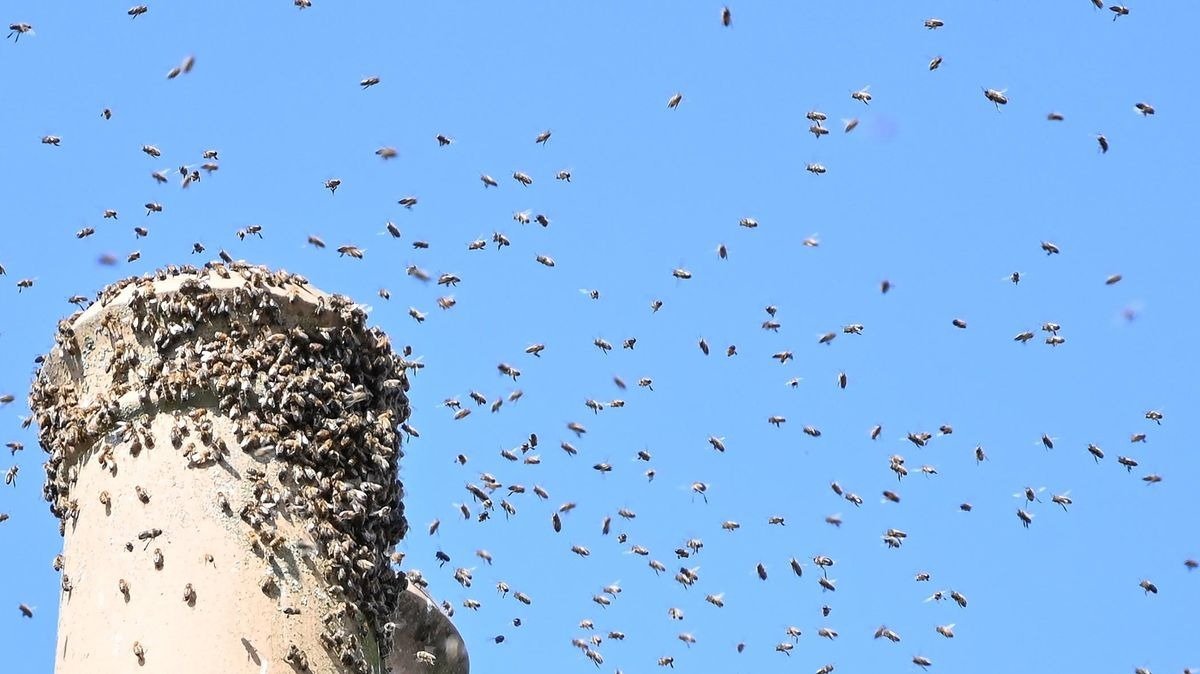 Miles de abejas rodearon a un hombre y se negaron a volar