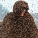 Tausende Bienen umschwärmten einen Mann und weigerten sich, wegzufliegen ➤ Infotime.co