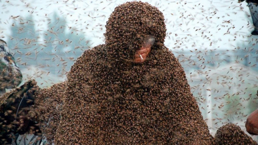 Miles de abejas rodearon a un hombre y se negaron a volar ➤ Infotime.co