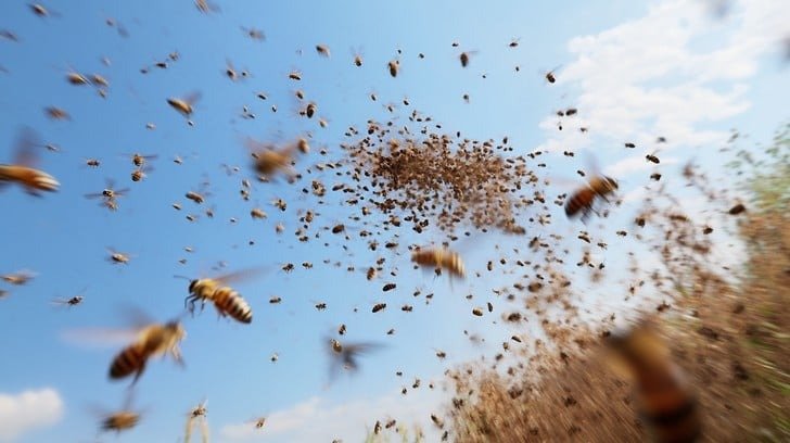 Miles de abejas rodearon a un hombre y se negaron a volar