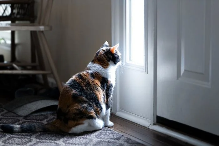 Чому коти нявкають біля дверей, але не заходять