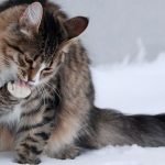Чому кіт вилизується після того, як ви його погладили ➤ Infotime.co
