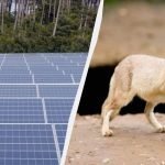 Лисиці оселилися на сонячній електростанції, і сталося щось несподіване ➤ Infotime.co