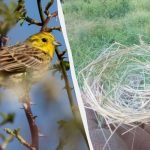 Птахи в Україні використовують оптоволокно від дронів для будівництва гнізд ➤ Infotime.co