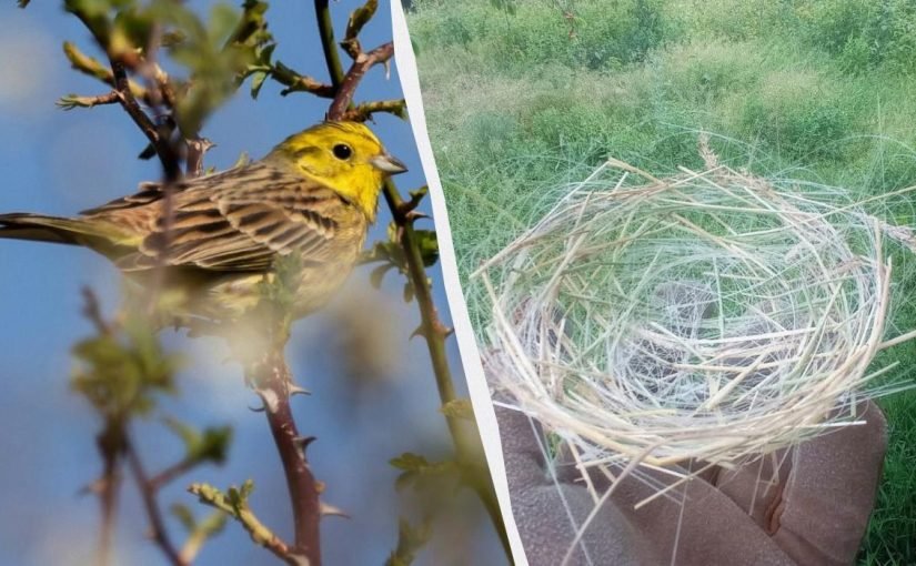 Птахи в Україні використовують оптоволокно від дронів для будівництва гнізд ➤ Infotime.co