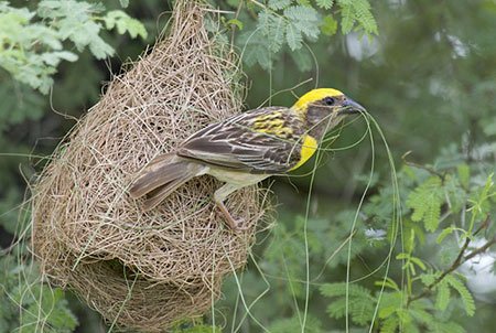 Птахи в Україні використовують оптоволокно від дронів для будівництва гнізд