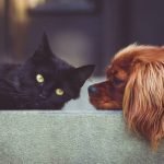 Чому коти дружать з собаками: наукове пояснення ➤ Infotime.co