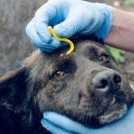 Що робити, якщо у собаки чи кота виявили кліща: поради ветеринарів ➤ Infotime.co