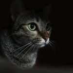 Більшість власників цього не знає: чому очі котів світяться вночі ➤ Infotime.co