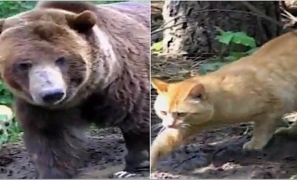 Persahabatan yang tak terduga: bagaimana seekor kucing liar menjadi tetangga seekor beruang besar ➤ Infotime.co