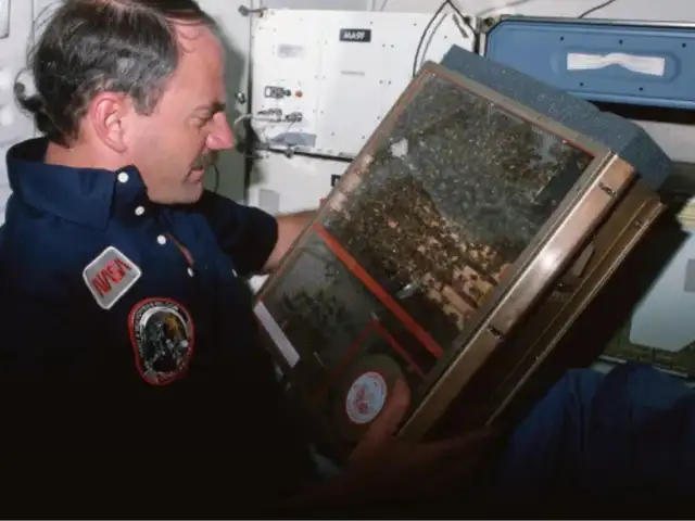 3300 пчел против космоса: невероятный эксперимент 1984 года удивил ученых NASA ➤ Главное.net